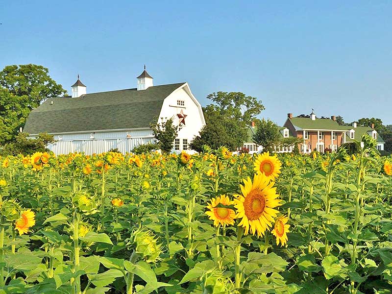 The Best Bed and Breakfast on Maryland's Eastern Shore 1 Enjoy 70 acres of zen at our elegant Eastern Shore Bed and Breakfast