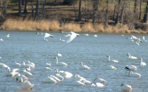 Birds in a lake