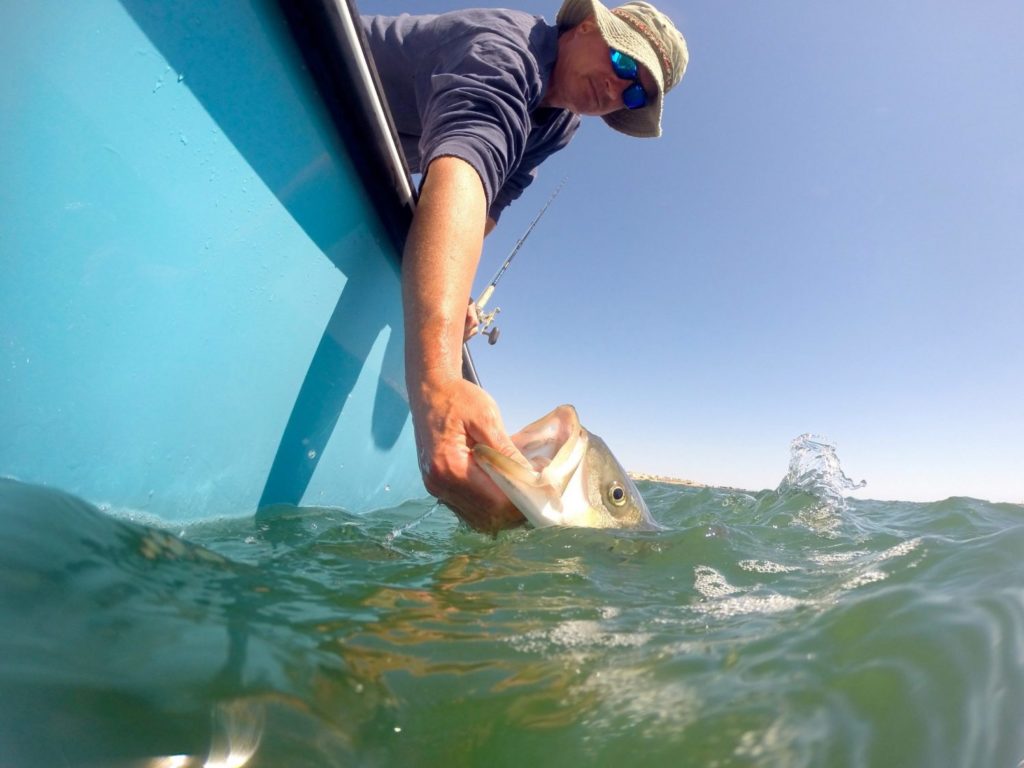 Close-up view from water of fisherman on a small boat releasing a striped bass.