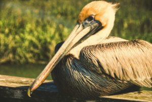 pelican