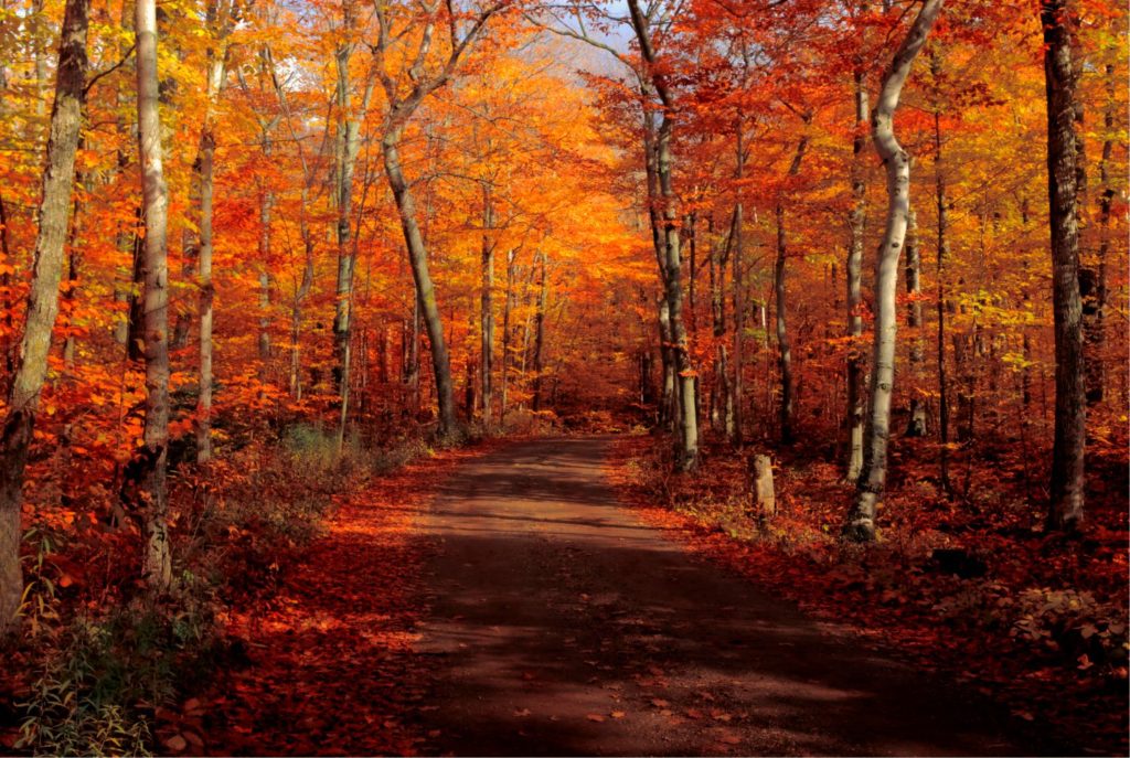 maryland fall foliage