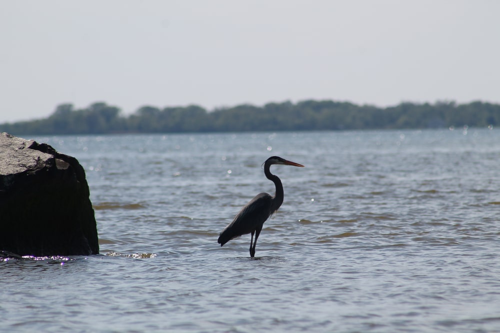 Heron standing in the Bay near Rock Hall, MD