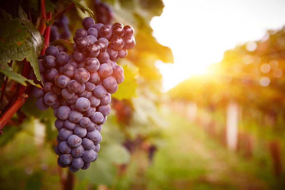 Fall is a great time to visit Maryland wineries on the Eastern Shore