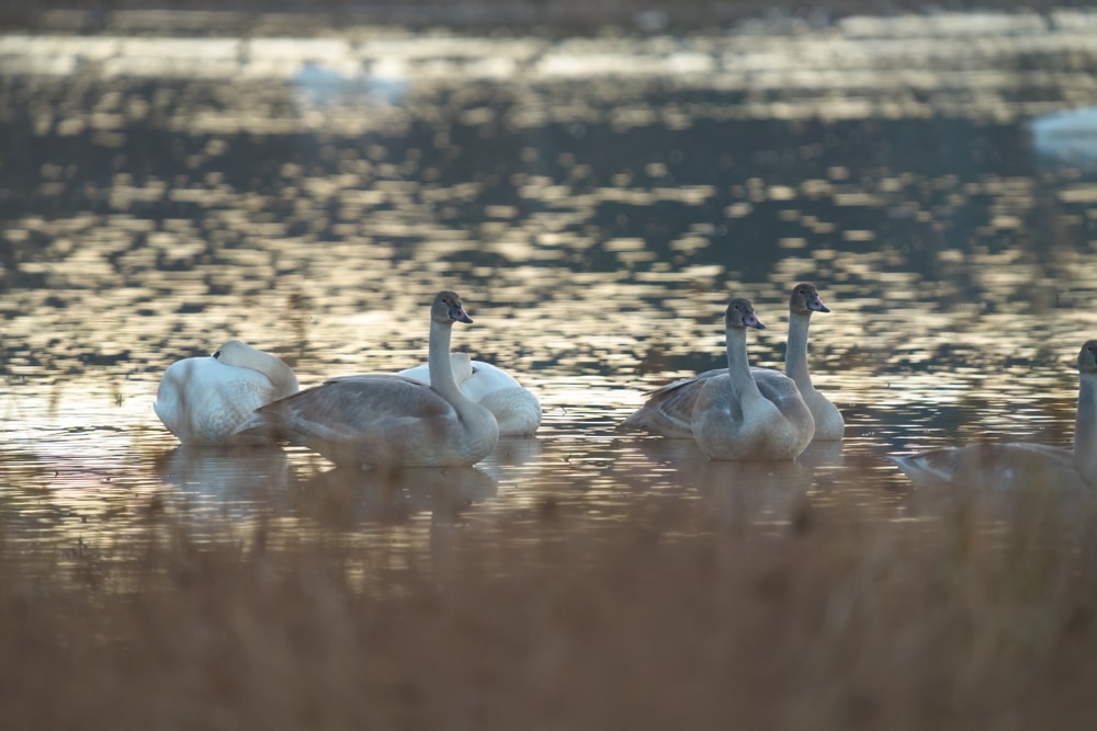 Tundra swans on the water at the Eastern Neck National wildlife refuge in Rock Hall